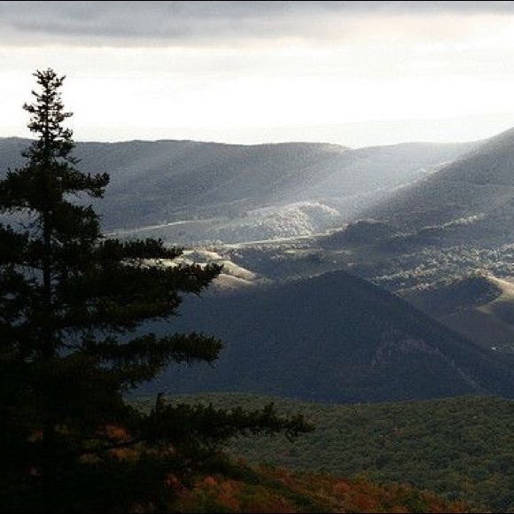 Meet your Posher, Riley - Picture 1 of 1